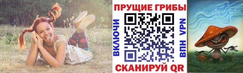как найти наркотики  Королёв  kraken как зайти  Галлюциногенные грибы Cubensis 
